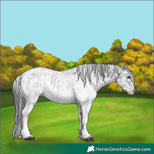 Horse Color:White Spotted Blue Roan Rabicano  and White Spotted Black Rabicano 