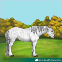 Horse Color:White Spotted Blue Roan Rabicano  and White Spotted Black Rabicano 