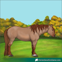 Horse Color:Red Dun 