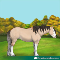 Horse Color:Bay Dun Splash 