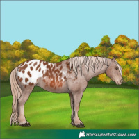 Horse Color:Chestnut Appaloosa 