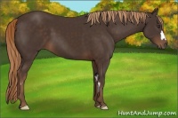 Horse Color:Liver Chestnut Frame 