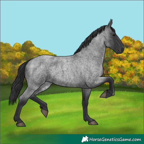 Horse Color:Blue Roan 