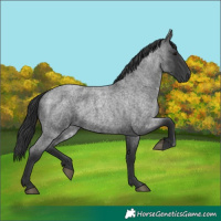 Horse Color:Blue Roan 
