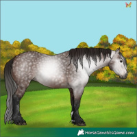 Horse Color:Gray Bay