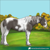 Horse Color:Silver Black Tobiano Frame 