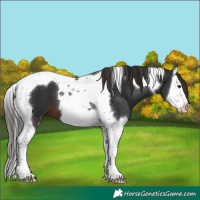 Horse Color:Liver Chestnut Splash Tobiano 