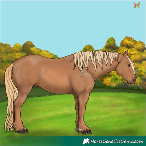 Horse Color:Chestnut 