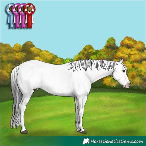 Horse Color:Black Sabino Appaloosa Rabicano 