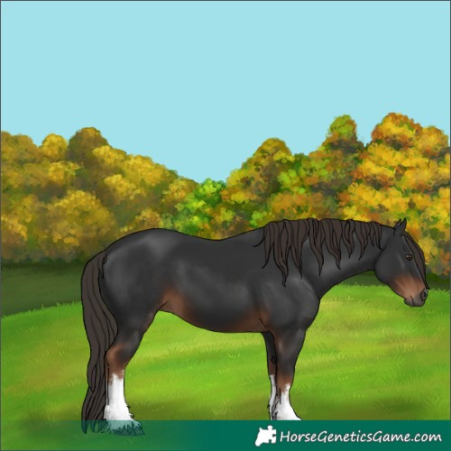 Horse Color:Gray White Spotted Liver Chestnut 