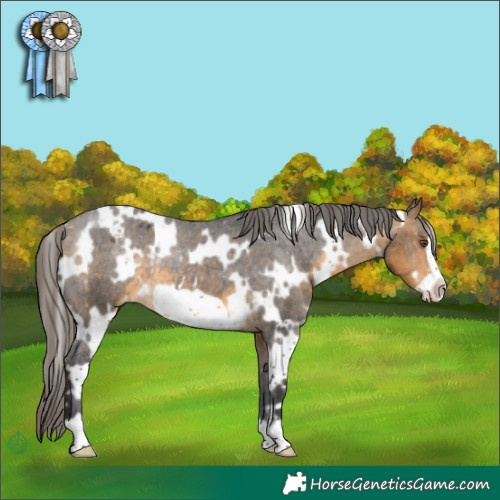 Horse Color:White Spotted Buckskin Frame Appaloosa Rabicano 