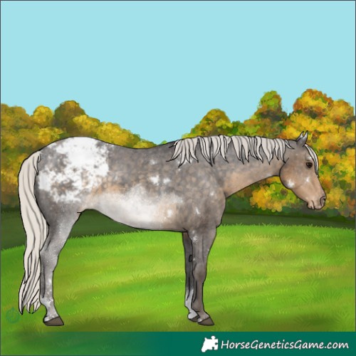 Horse Color:White Spotted Silver Smoky Black Sabino Appaloosa 