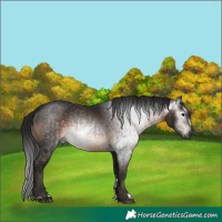 Horse Color:Gray Brown and Gray Brown