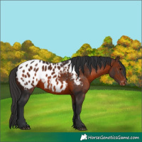 Horse Color:White Spotted Brown Appaloosa