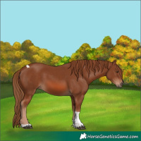 Horse Color:Chestnut Tobiano
