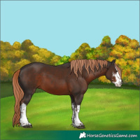 Horse Color:White Spotted Liver Chestnut