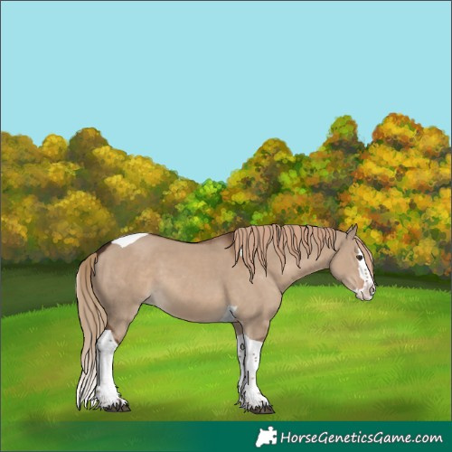 Horse Color:Liver Red Dun Splash Tobiano 