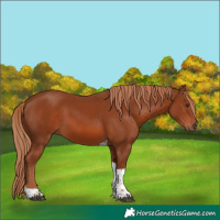 Horse Color:Chestnut Tobiano