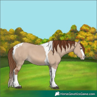 Horse Color:Red Dun Splash Tobiano 