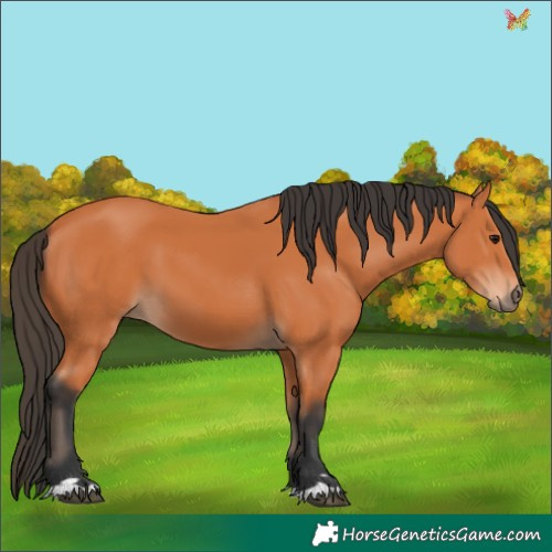 Horse Color:Bay 