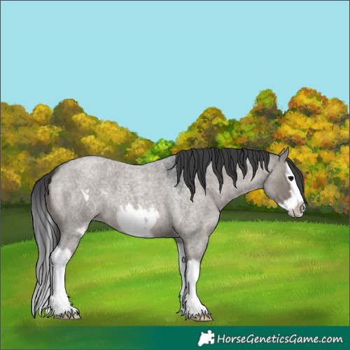Horse Color:Grullo Roan Splash Frame 