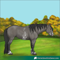Horse Color:Grullo Sabino