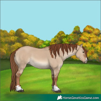 Horse Color:Red Dun