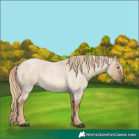Horse Color:Chocolate Palomino Roan Dun 