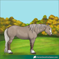 Horse Color:Silver Grullo
