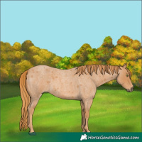 Horse Color:Red Roan 