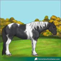 Horse Color:Black Tobiano 