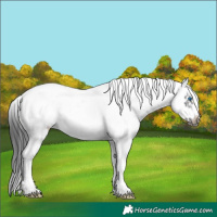 Horse Color:White Spotted Black Tobiano Frame 