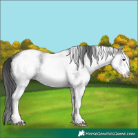 Horse Color:White Spotted Black Sabino 