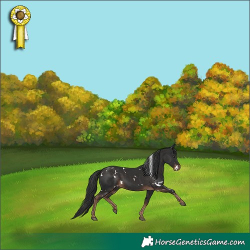 Horse Color:White Spotted Liver Chestnut 