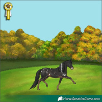 Horse Color:White Spotted Liver Chestnut