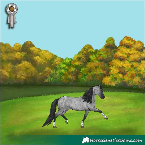 Horse Color:Blue Roan Tobiano 