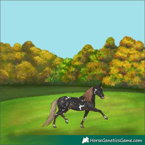 Horse Color:White Spotted Liver Chestnut 