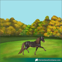 Horse Color:White Spotted Liver Chestnut