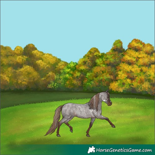 Horse Color:White Spotted Liver Red Roan 