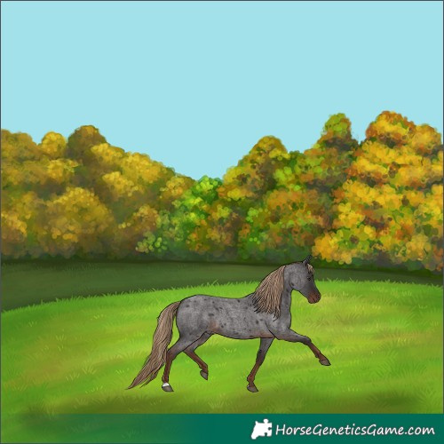 Horse Color:Liver Red Roan 