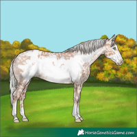 Horse Color:Silver Brown Pearl Frame Appaloosa 