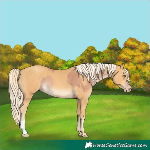 Horse Color:Gold Champagne  and Gold Cream Champagne 