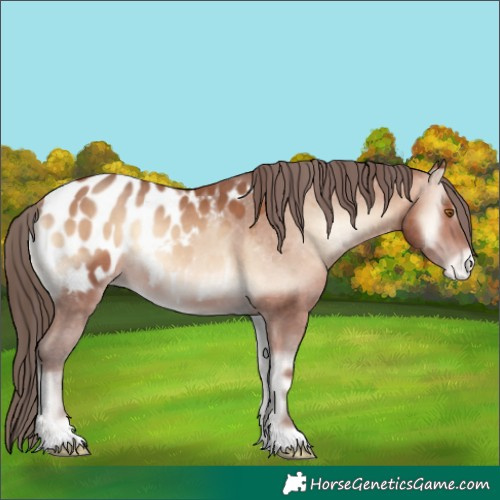 Horse Color:Amber Champagne Onyx Appaloosa 