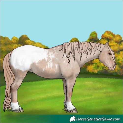 Horse Color:Red Dun Appaloosa 
