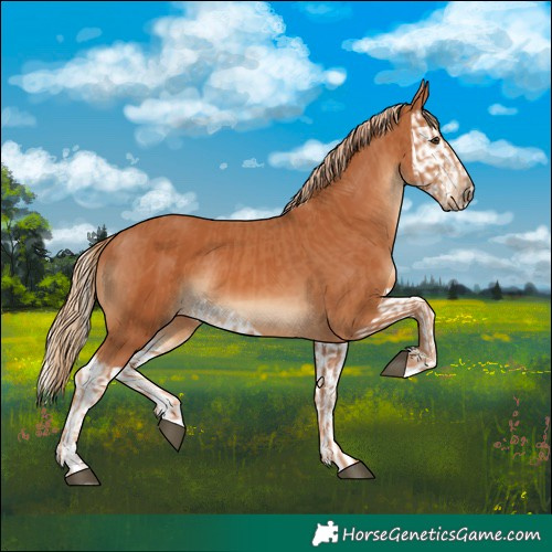 Horse Color:Chestnut  and Chestnut Splash 