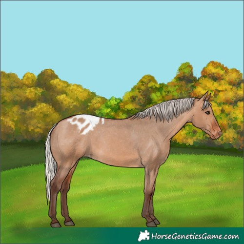 Horse Color:Silver Bay Dun Appaloosa 