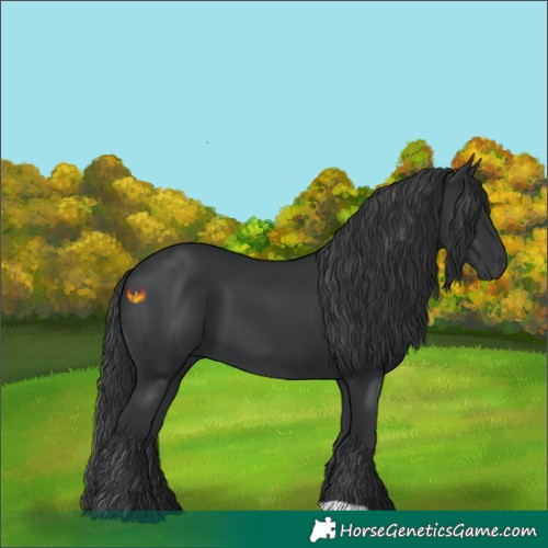 Horse Color:Black 