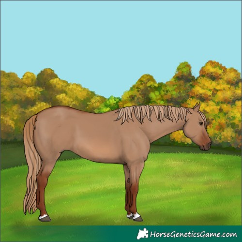 Horse Color:Red Dun 
