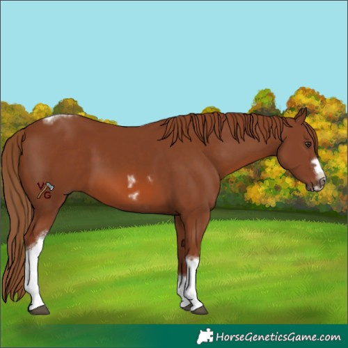 Horse Color:Chestnut Tobiano Frame 
