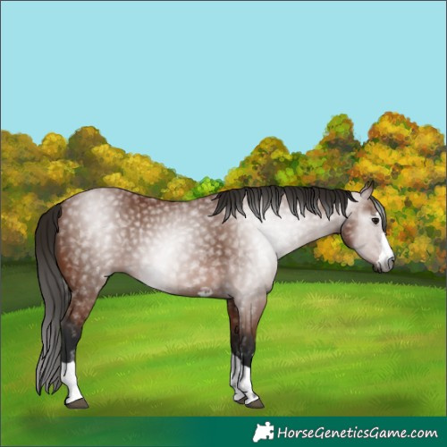 Horse Color:Gray Bay 